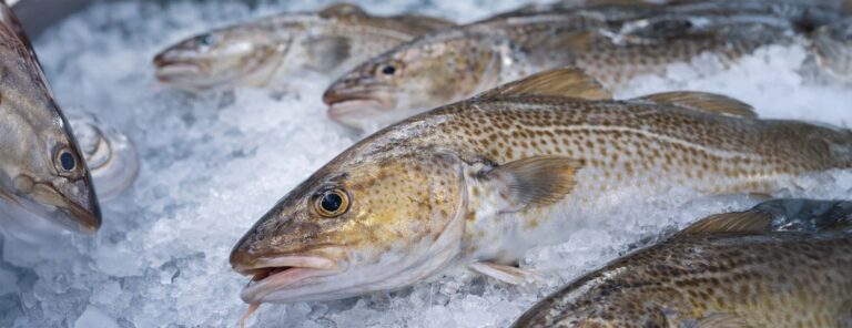 Navigating Change in the Cod Market: Our Perspective